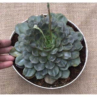 Chậu Sen Đá size đại SĐ8