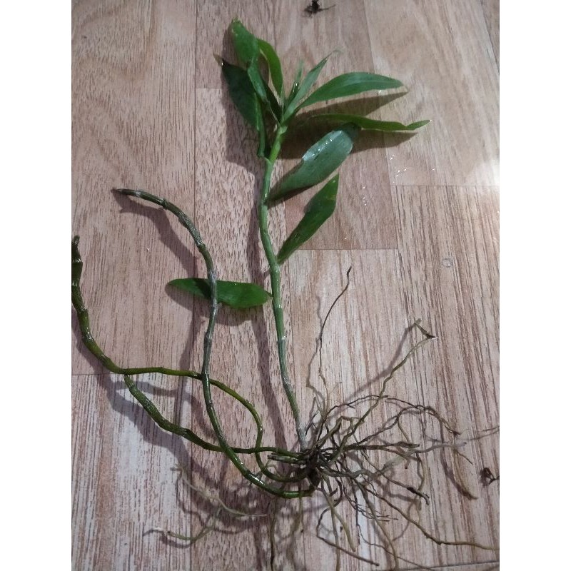 Phi điệp vàng - cô công chúa của núi rừng,1khóm