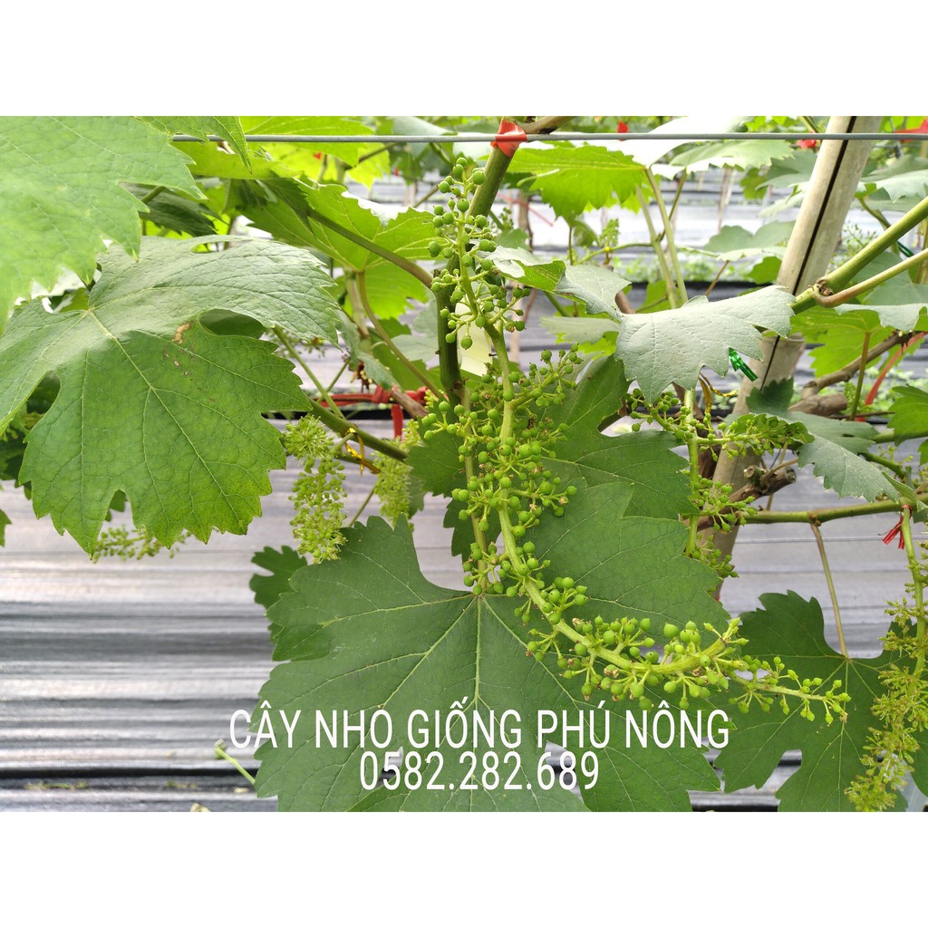 CÂY NHO GIỐNG HẠ ĐEN (Black Summer) HÀNG NHẬP KHẨU, Bảo hành 1 đổi 1, mua 3 cây được tặng 1 kéo tỉa cành