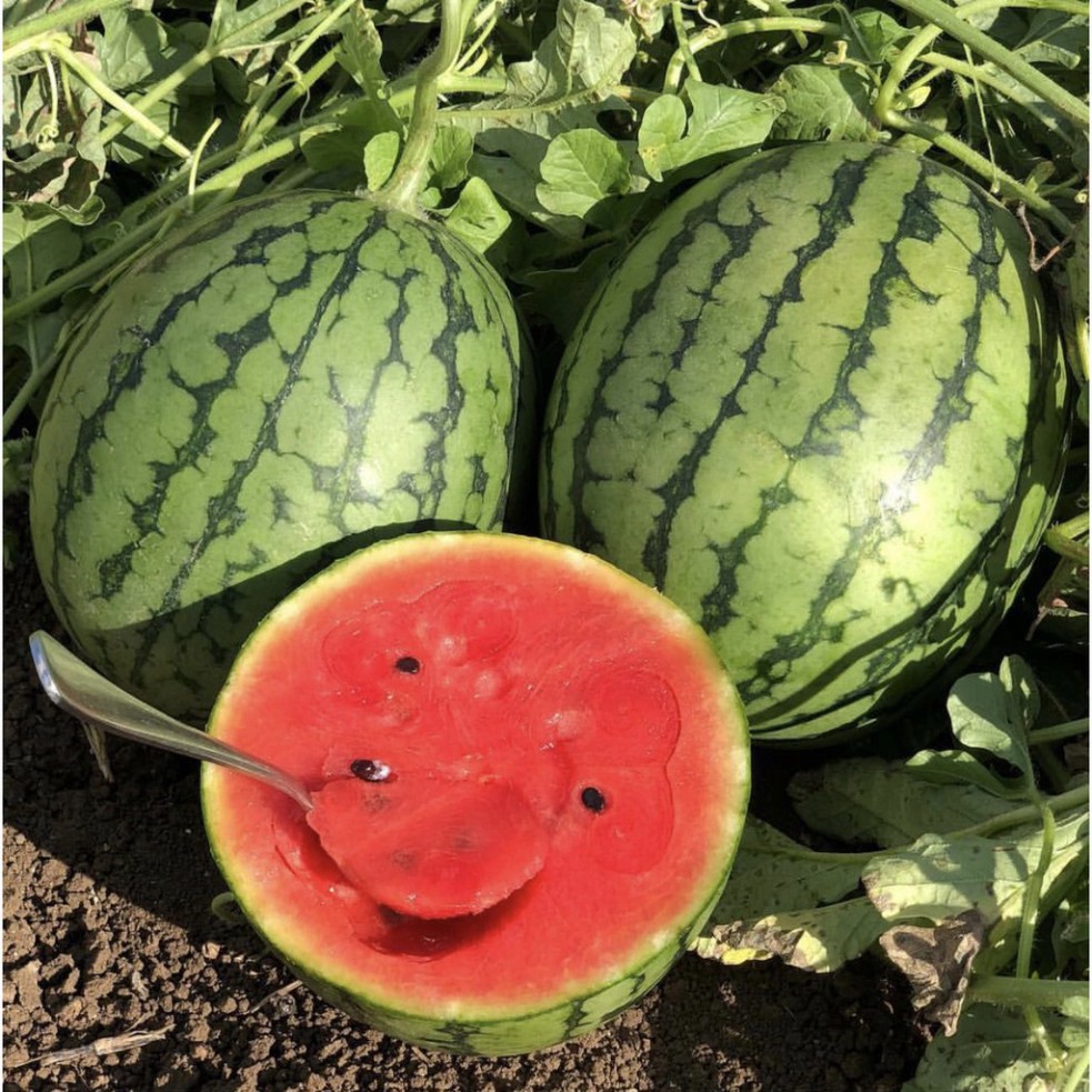 Hạt giống dưa hấu (tặng phân)
