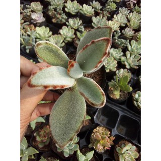 sen đá nhung viền đen (Kalanchoe tomentosa)