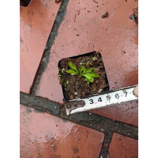 cây cảnh bẫy( kẹp nhỏ dành cho người mới bắt đầu)