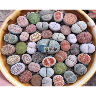 Hạt giống thạch lan hay còn gọi là cây đá sống. # Hạt giống cây#