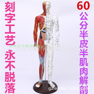 Mô Hình Châm Cứu Cơ Thể Châm Cứu Tiêu Chuẩn Kích Thước 60cm