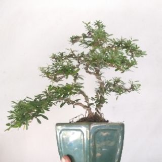 Cây Linh sam bonsai mini