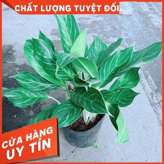 Cây Bạch Mã Hoàng Tử