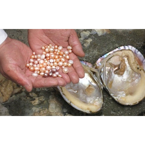 [PBMC] Đá n g ọc t r ai tự nhiên