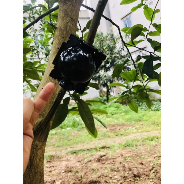 Bầu chiết cành cao cấp đủ kích thước, tăng khả năng ra rễ, chống úng cành chiết, tái sử dụng trên 5 năm