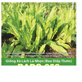 Hạt giống xà lách lá nhọn 10gr