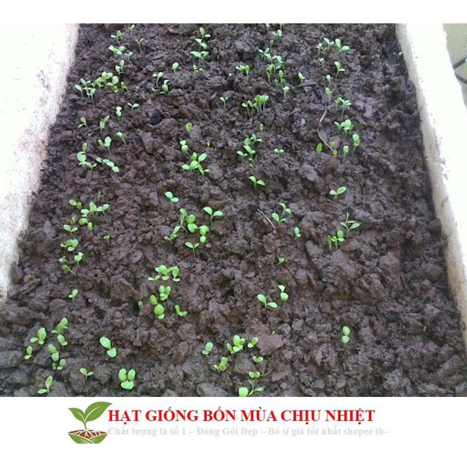 Giống Rau Xà lách mỡ luckyseed hạt siêu rẻ