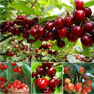 Hạt giống cây ăn trái anh đào ( cherry đỏ ) 10hạt/gói - Kèm 3 viên nén xơ dừa ươm hạt