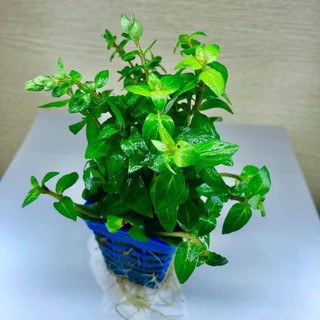 1 giỏ Cây RAU THƠM thủy sinh trồng tiền cảnh- cây thủy sinh dễ chăm sóc
