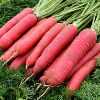 Hạt Giống Cà Rốt Đỏ RED CARROT 402 ( 5gr)