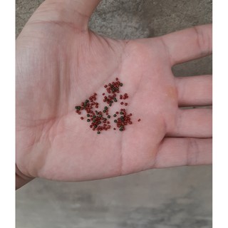 Thức ăn cho cá cảnh Omega