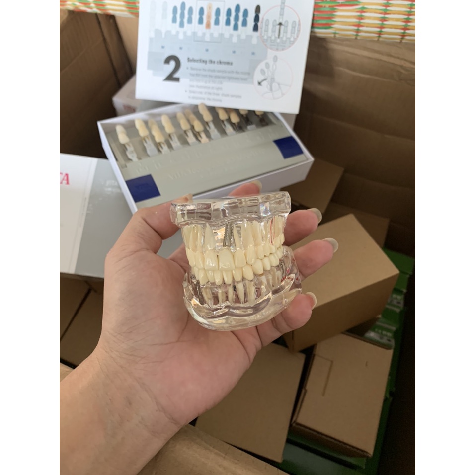 [Hàng mới về] Mô hình hàm răng đa năng chuyên dụng dành cho nha khoa