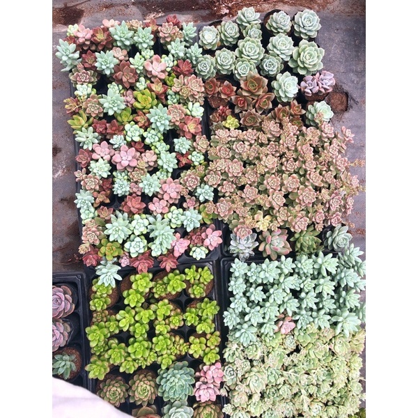 Siêu giảm giá sen đá mix 3 cây ngẫu ngiên siêu xinh