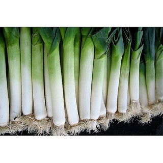 Hạt giống rau tỏi tây