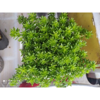 cây sen đá sedum xanh
