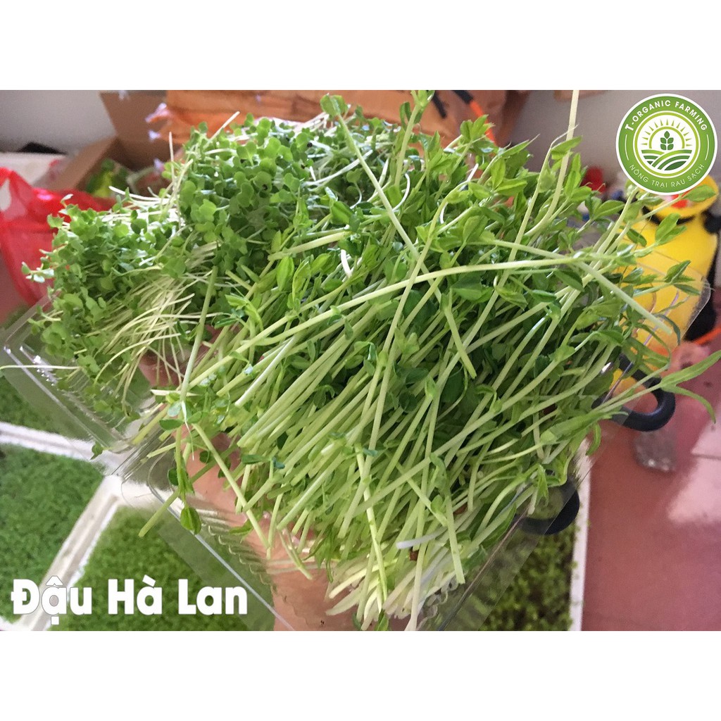 Hạt Giống Rau Mầm Đậu Hà Lan