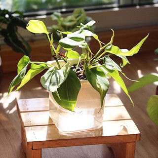 Philodendron hederaceum 'Brasil' (Philodendron 'Brasil', Trầu Bà Brazil) trồng Thuỷ Canh chậu thông minh 2