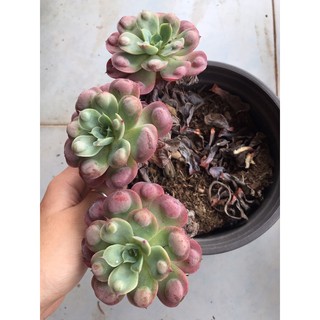 (ECHEVERIA RAINDROP) SEN ĐÁ THỊT BÒ