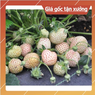 Hạt giống dâu tây đỏ và trắng