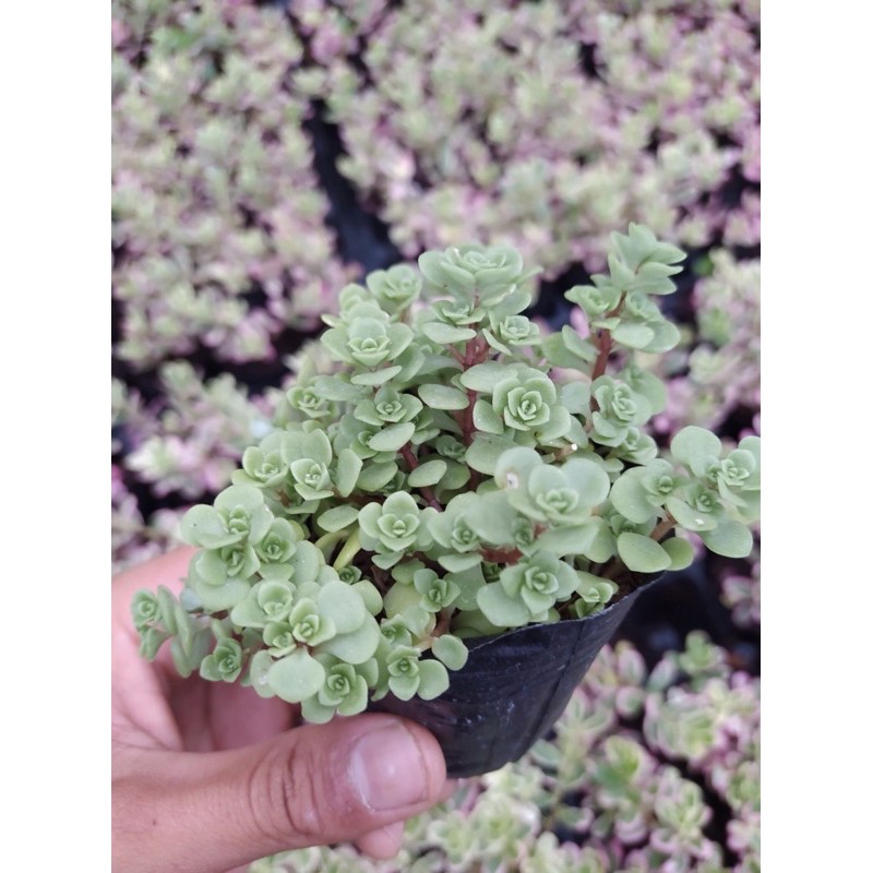 SEN ĐÁ SEDUM VẢY CÁ ĐÀ LẠT SIZE BÉ, SIÊU KHOẺ ĐẸP, THUẦN MỌI KHÍ HẬU, HƯ 1 ĐỔI 1