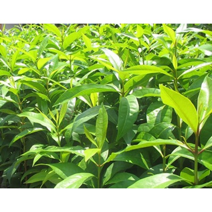 cây lá vối nếp giống