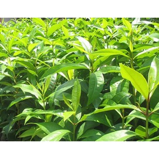 cây lá vối nếp giống