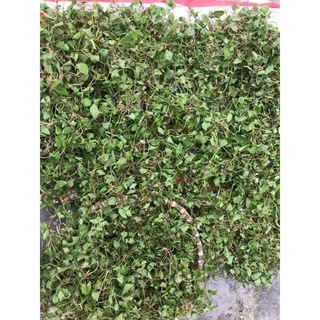 1kg cây rau má sấy khô hữu cơ