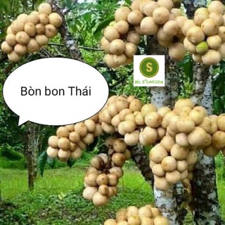 Cây Giống Bòn Bon Thái Lan Siêu Hot, siêu ngọt