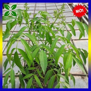 CÂY CÓC THÁI LÙN GIỐNG KHỎE MẠNH ĐÃ CÓ HOA