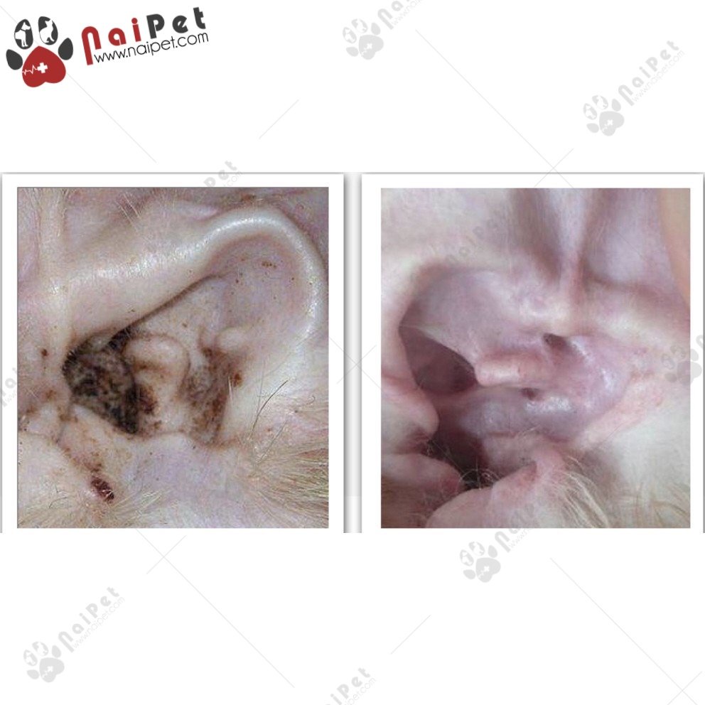 Bông Khăn Vệ Sinh Lau Mắt Lau Tai Cho Chó Mèo SOS Hộp 100 Miếng