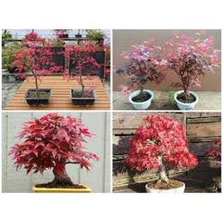 Hạt giống Phong Lá Đỏ 10 hạt dễ trồng