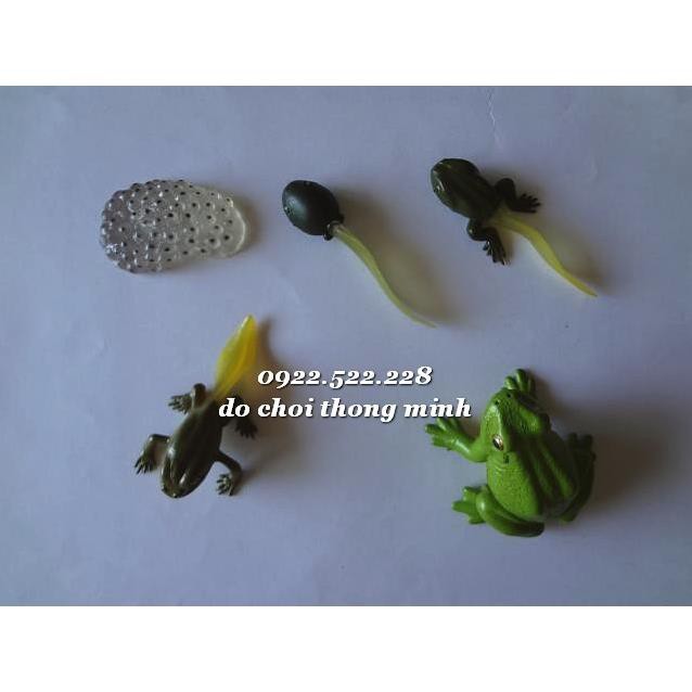 Mô hình vòng đời phát triển của CON ẾCH - hàng xuất dư