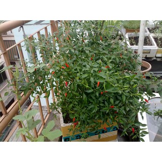 Hạt giống ớt chỉ thiên