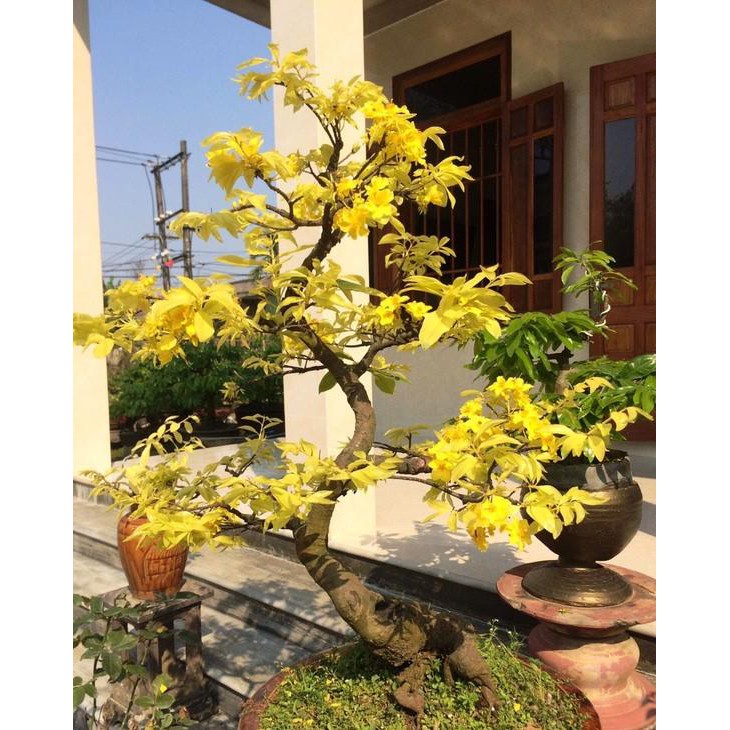 Cây Mai Lá Ngọc Cành Vàng