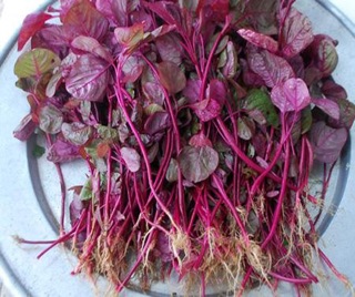Hạt giống rau rền