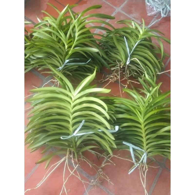 Lan mokara nhiều màu