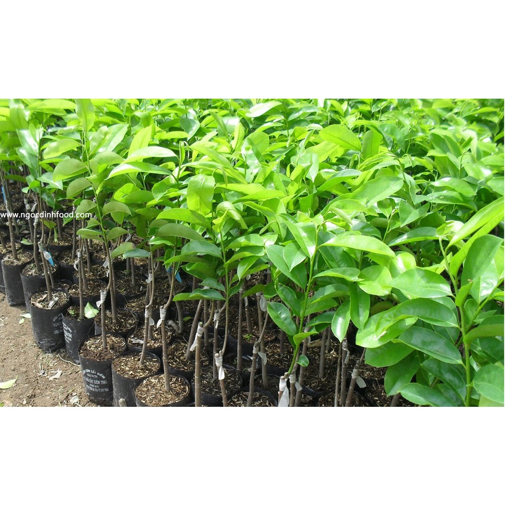 Cây giống mãng cầu xiêm thái