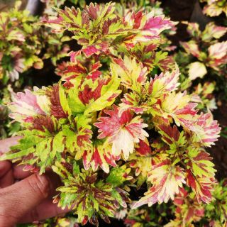 Chậu lá gấm ngũ sắc 15cm 4 dến 5 thân