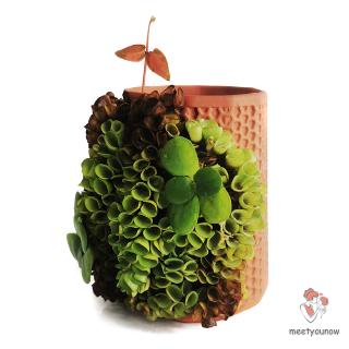 Chậu Gốm Trồng Cây Trong Nhà
