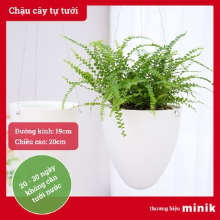 Chậu nhựa trồng cây treo ban công MINIK, với dây cáp và móc, chậu thông minh tự tưới, chậu lớn, size 19cm x 20cm