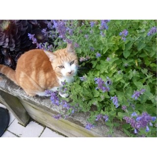 Hạt giống bạc hà mèo Catnip