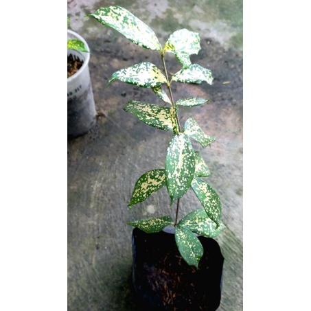 Chậu trúc nhật lá đốm