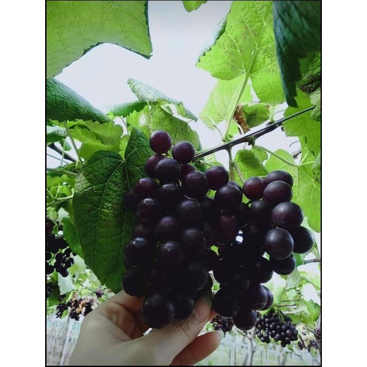 Cây Nho Kẹo Giống NH01-126