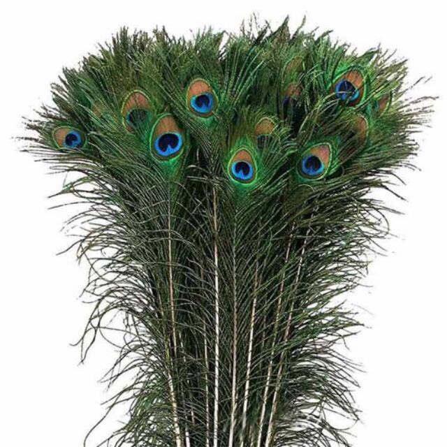 lông công 95-100cm tự nhiên nature | BigBuy360 - bigbuy360.vn