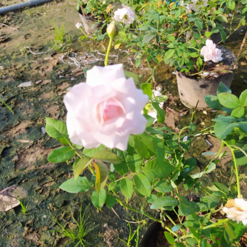 Hoa hồng Misaki Rose [HOA NHẬT SIÊU THƠM]- Nếu bạn muốn chọn một giống hoa khỏe, sai hoa, dễ trồng