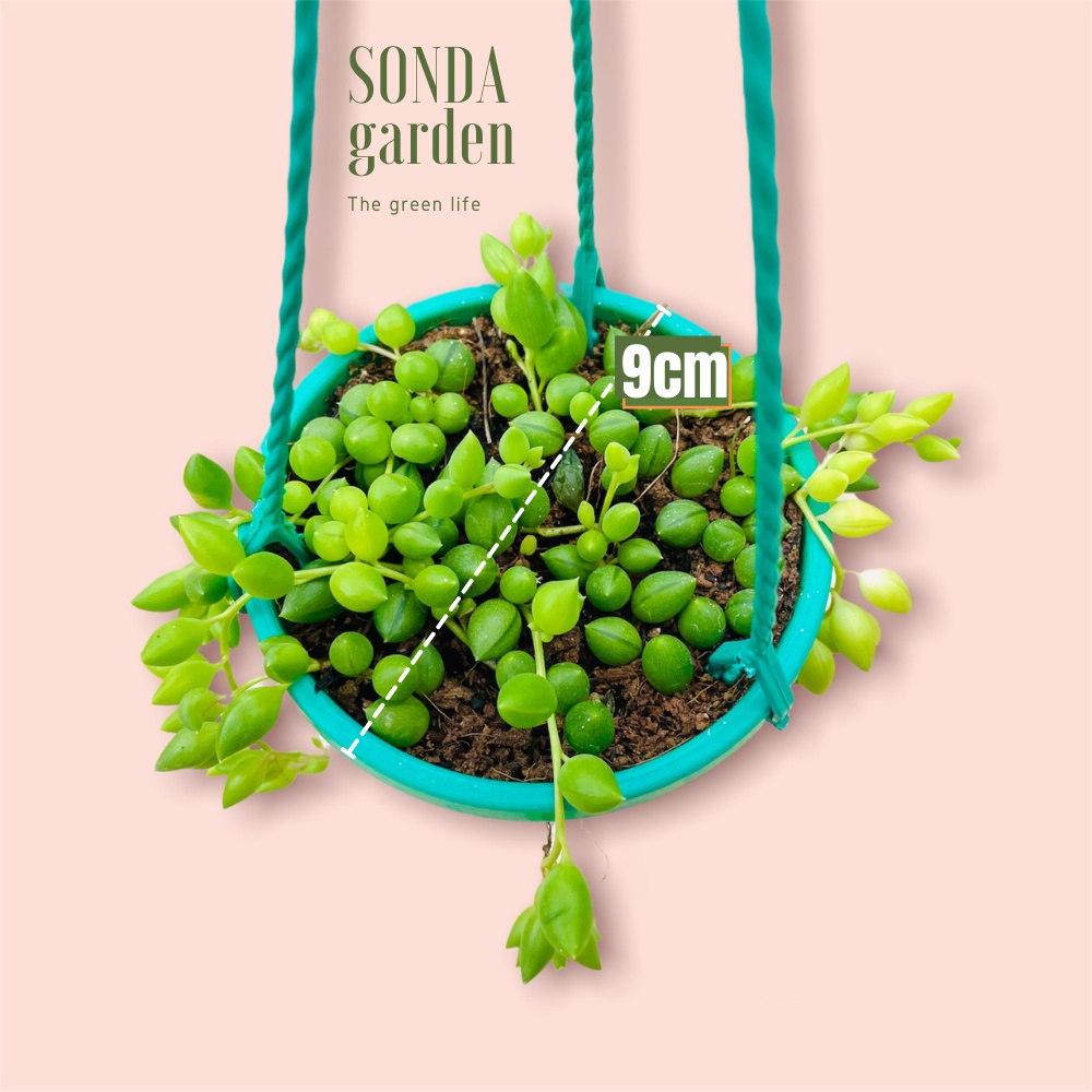 Sen đá giọt nước SONDA GARDEN trồng chậu treo đường kính 9cm, cây cảnh trang trí nhà cửa, lỗi 1 đổi 1