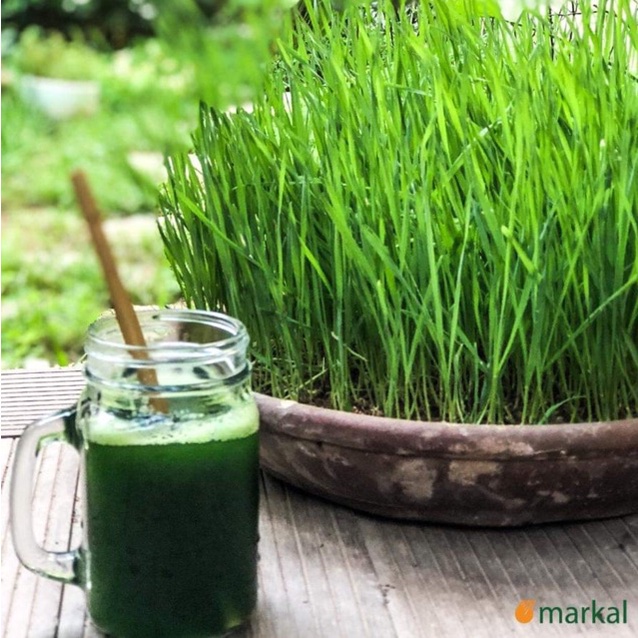 HẠT GIỐNG CỎ LÚA MÌ HỮU CƠ MARKAL 1KG